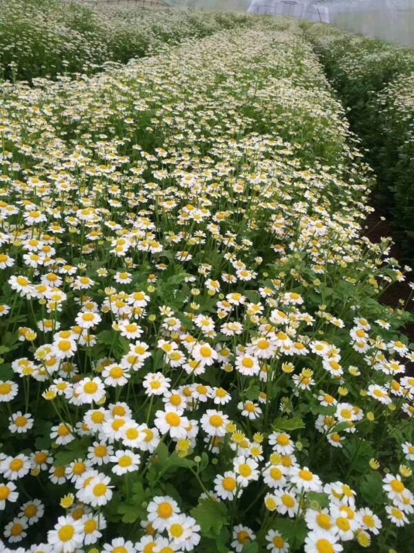 洋甘菊Daisy  weight 0.3-0.5kg 4-8pcs/bundle