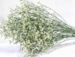 Limonium 1kg/bundle