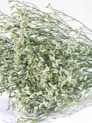 Limonium 1kg/bundle