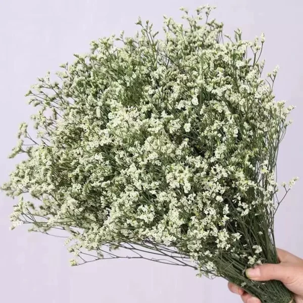 白水晶 Limonium white 1kg/bundle