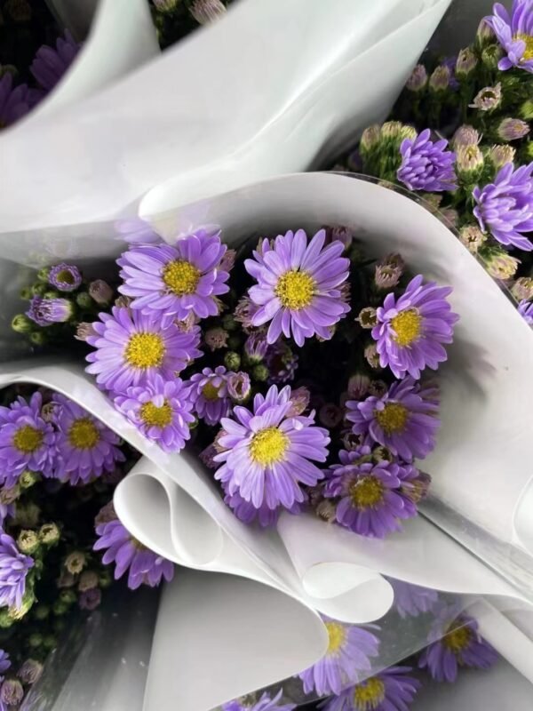 fresh flower Aster