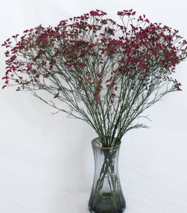 Limonium 1kg/bundle