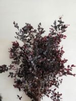 红继木 Loropetalum