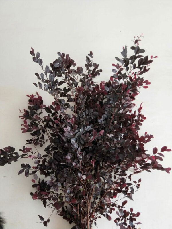 红继木 Loropetalum