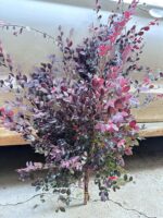 红继木 Loropetalum