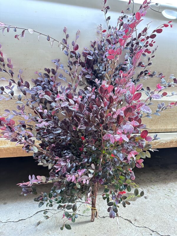 红继木 Loropetalum