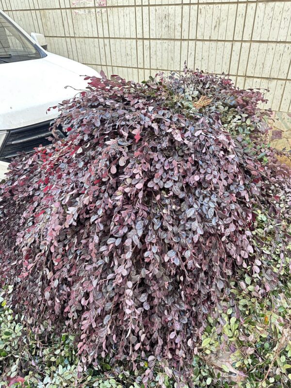 红继木 Loropetalum