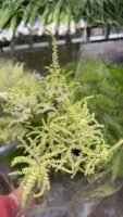 Astilbe chinensis