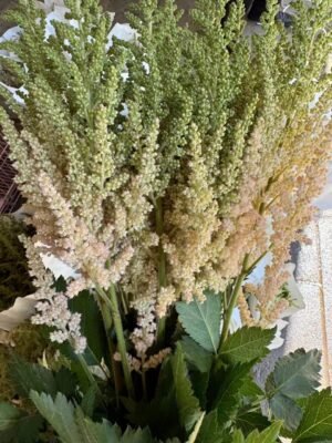 Astilbe chinensis