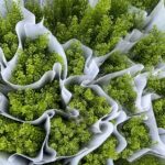 绿铃草Green bell 15pcs/bundle 0.3-0.4kg/bundle
