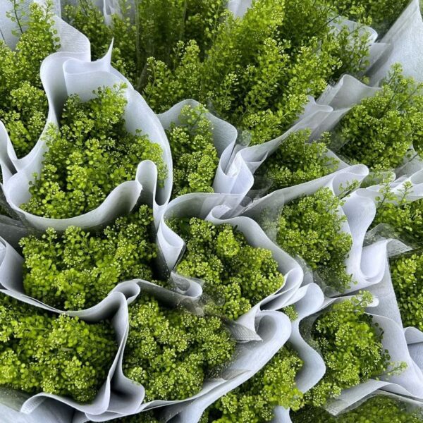 绿铃草Green bell 15pcs/bundle 0.3-0.4kg/bundle