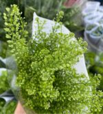 绿铃草Green bell 15pcs/bundle 0.3-0.4kg/bundle