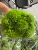 Dianthus green trick