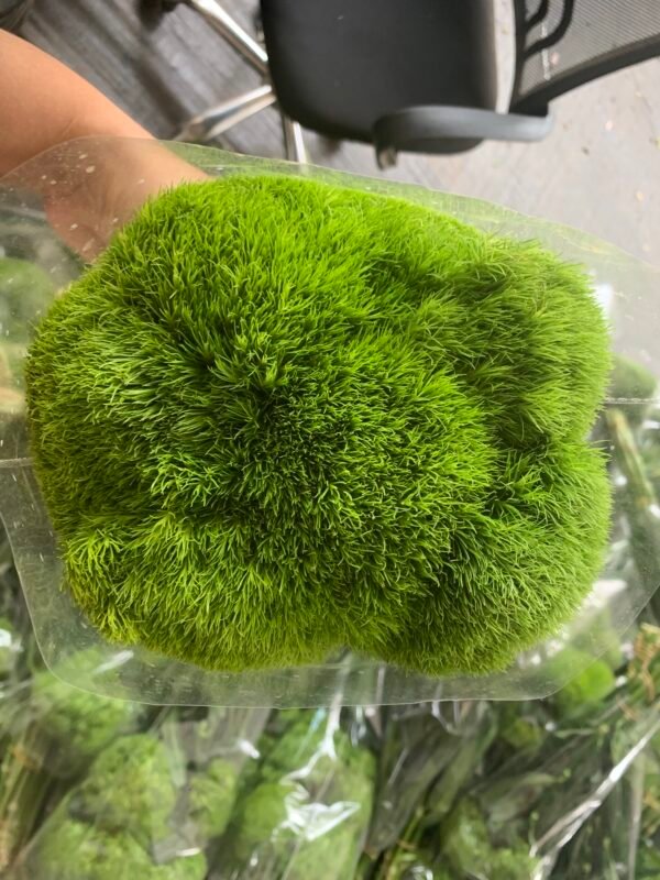 绿毛球Dianthus green trick 10pcs/bundle