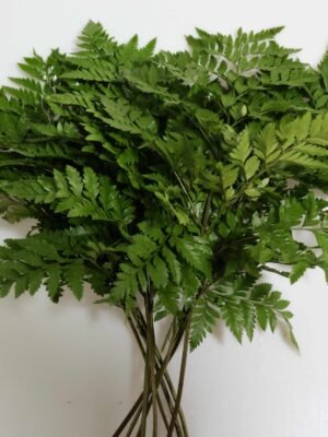 Fern 10pcs/bundle