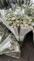迷你菊Double mini chrysanthemum