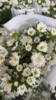 迷你菊Double mini chrysanthemum