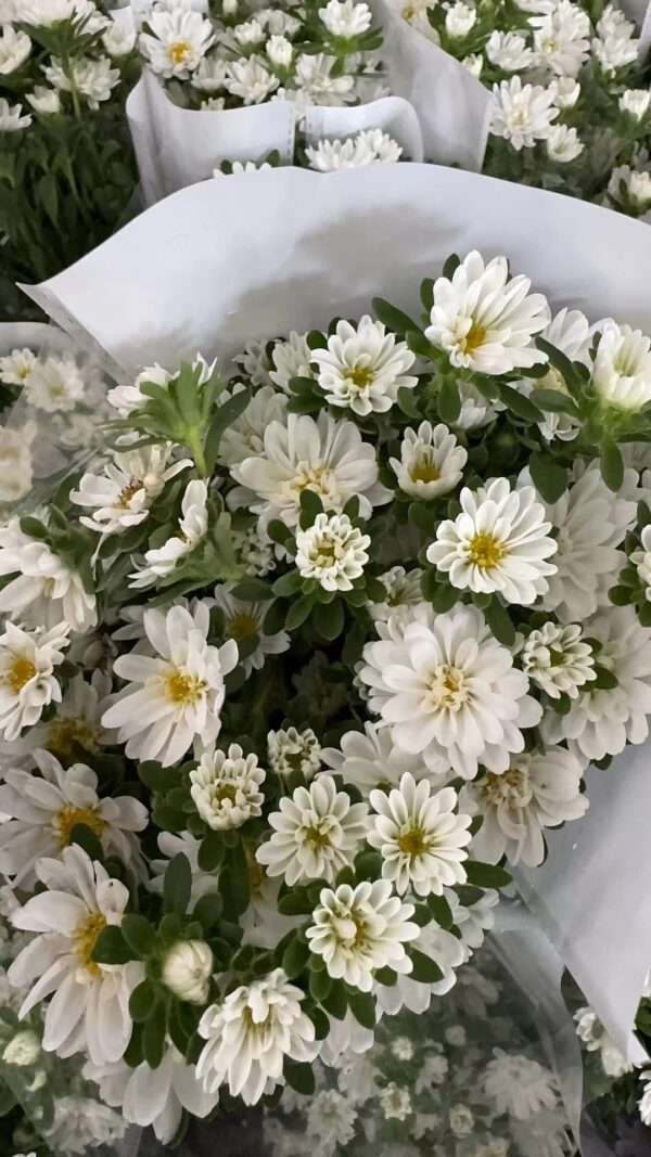 迷你菊Double mini chrysanthemum