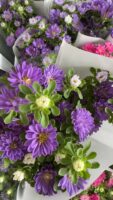 迷你菊Double mini chrysanthemum