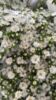 迷你菊Double mini chrysanthemum