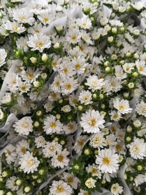 Double mini chrysanthemum