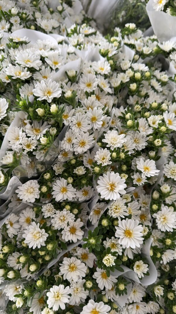 迷你菊Double mini chrysanthemum
