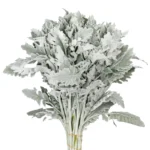 银叶菊 Silver Leaf