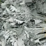 银叶菊 Silver Leaf