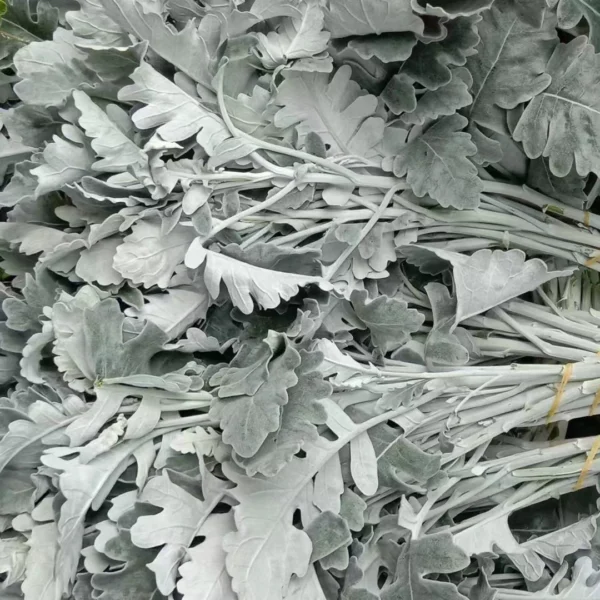 银叶菊 Silver Leaf