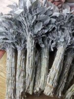 银叶菊 Silver Leaf
