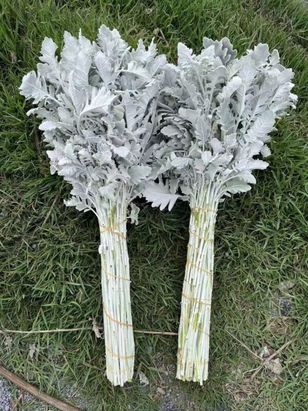 银叶菊 Silver Leaf