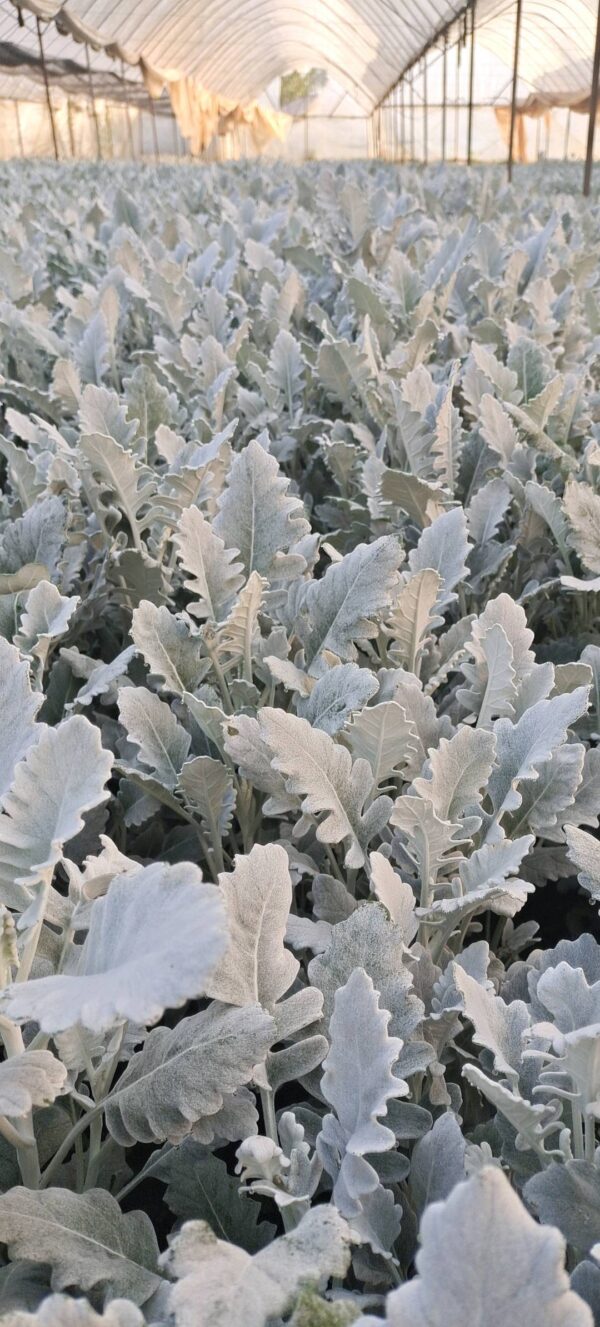 银叶菊 Silver Leaf
