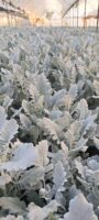 银叶菊 Silver Leaf