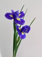 鸢尾  Iris 10pcs/bundle fresh cut Iris flower from China