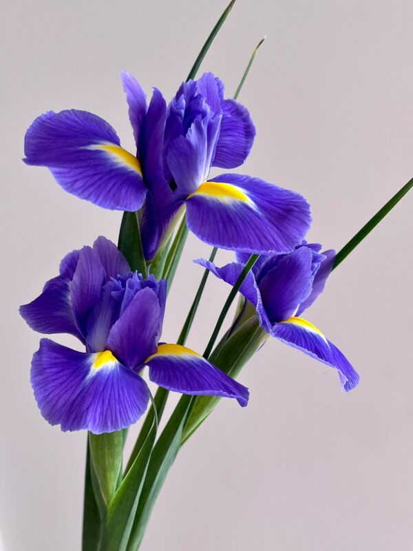 鸢尾  Iris 10pcs/bundle fresh cut Iris flower from China