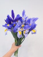 鸢尾  Iris 10pcs/bundle fresh cut Iris flower from China
