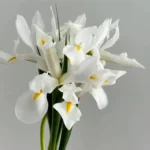 鸢尾  Iris 10pcs/bundle fresh cut Iris flower from China