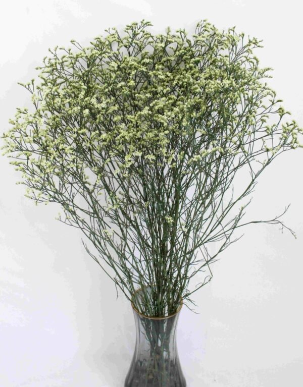 Limonium 1kg/bundle