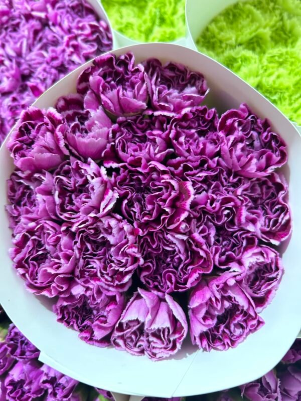 carnations 20pcs/bundle