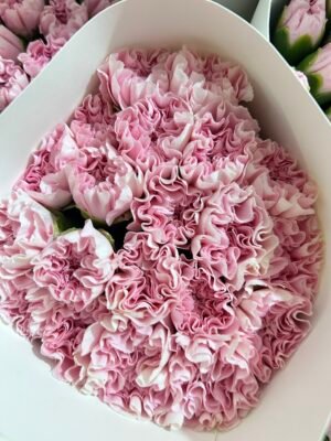 carnations 20pcs/bundle