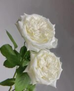 white Lychee rose 20pcs/bundle  白荔枝