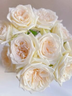 white Lychee rose 20pcs/bundle  白荔枝