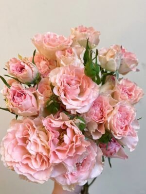 人鱼公主 Mermaid Princess spray rose fresh cut rose supplier from China