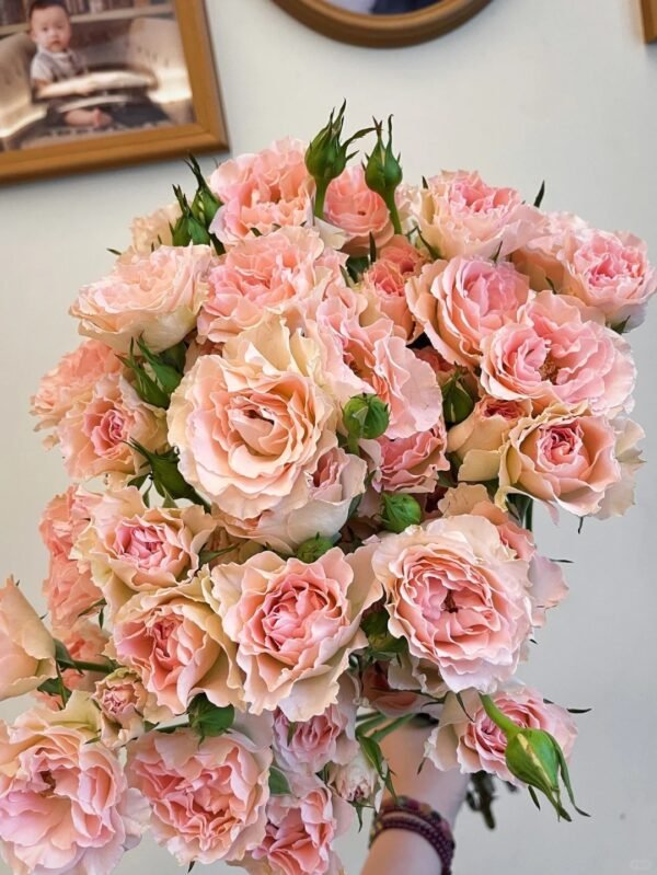 人鱼公主 Mermaid Princess spray rose fresh cut rose supplier from China