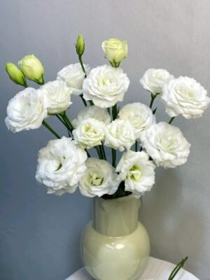 白色洋桔梗 white Eustoma fresh cut flower