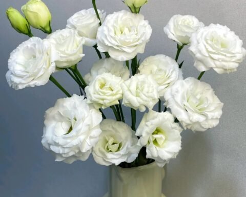 白色洋桔梗 white Eustoma fresh cut flower