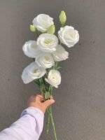 白色洋桔梗 white Eustoma fresh cut flower