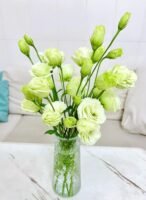 绿色洋桔梗 light green Eustoma