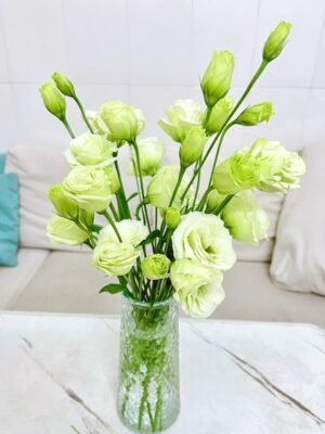 绿色洋桔梗 light green Eustoma