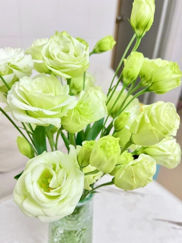 绿色洋桔梗 light green Eustoma